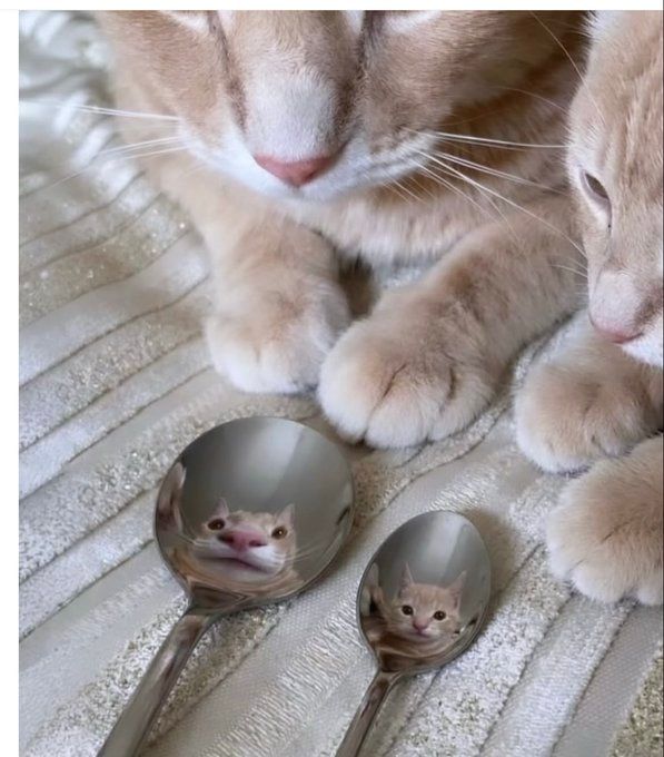 Meow and who 👀