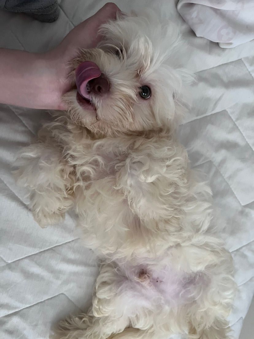 hii