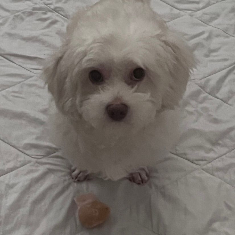 :3 my cute dog