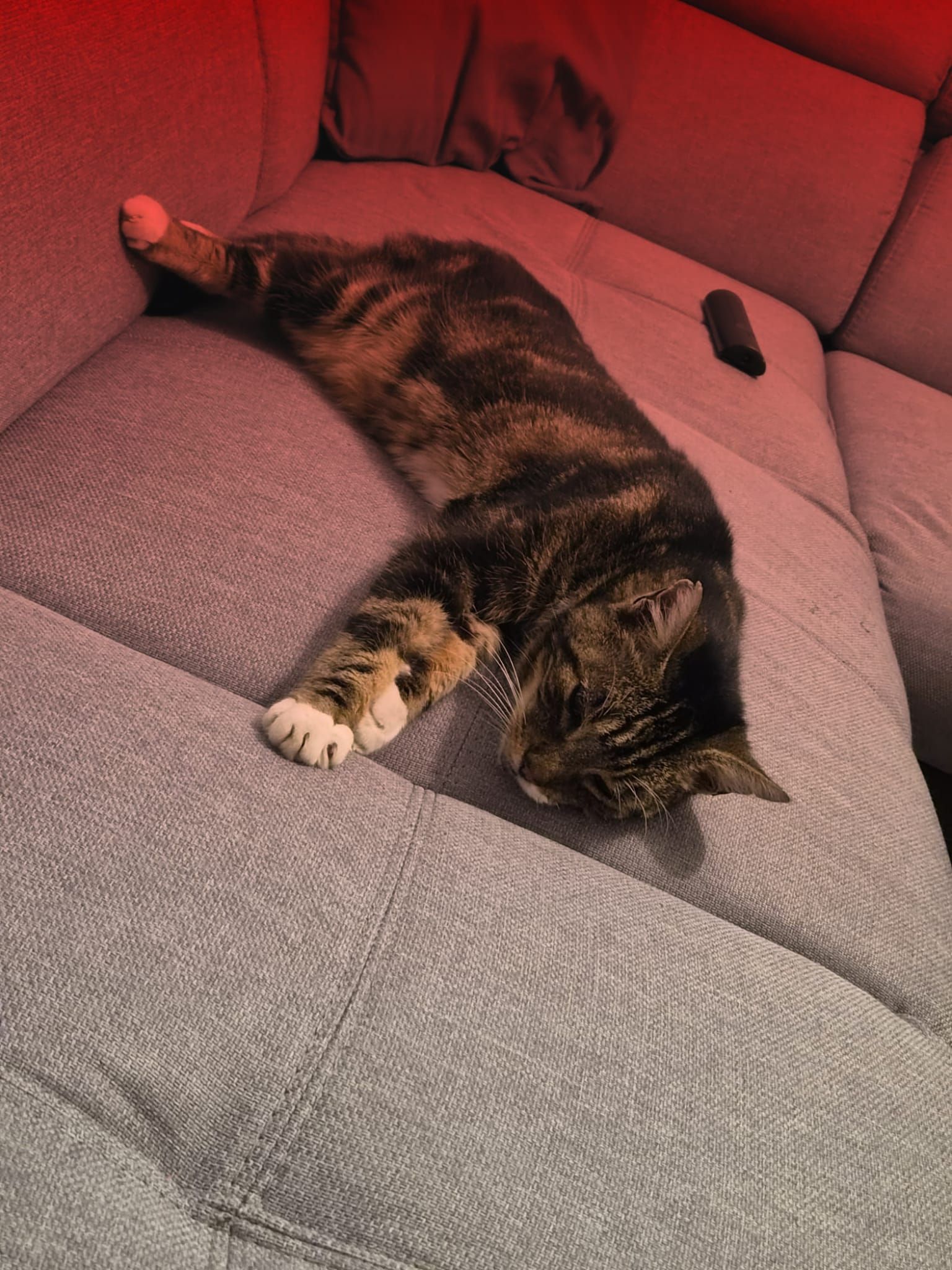 Kitty kitty