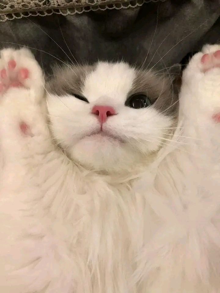 ¿cómo vas su nochecita? 💗