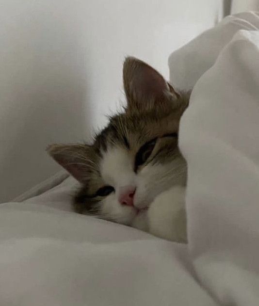 Que tengan dulces sueños y un lindo día mañana 💌