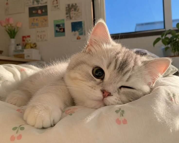 holi, ¿cómo estas? 🌸