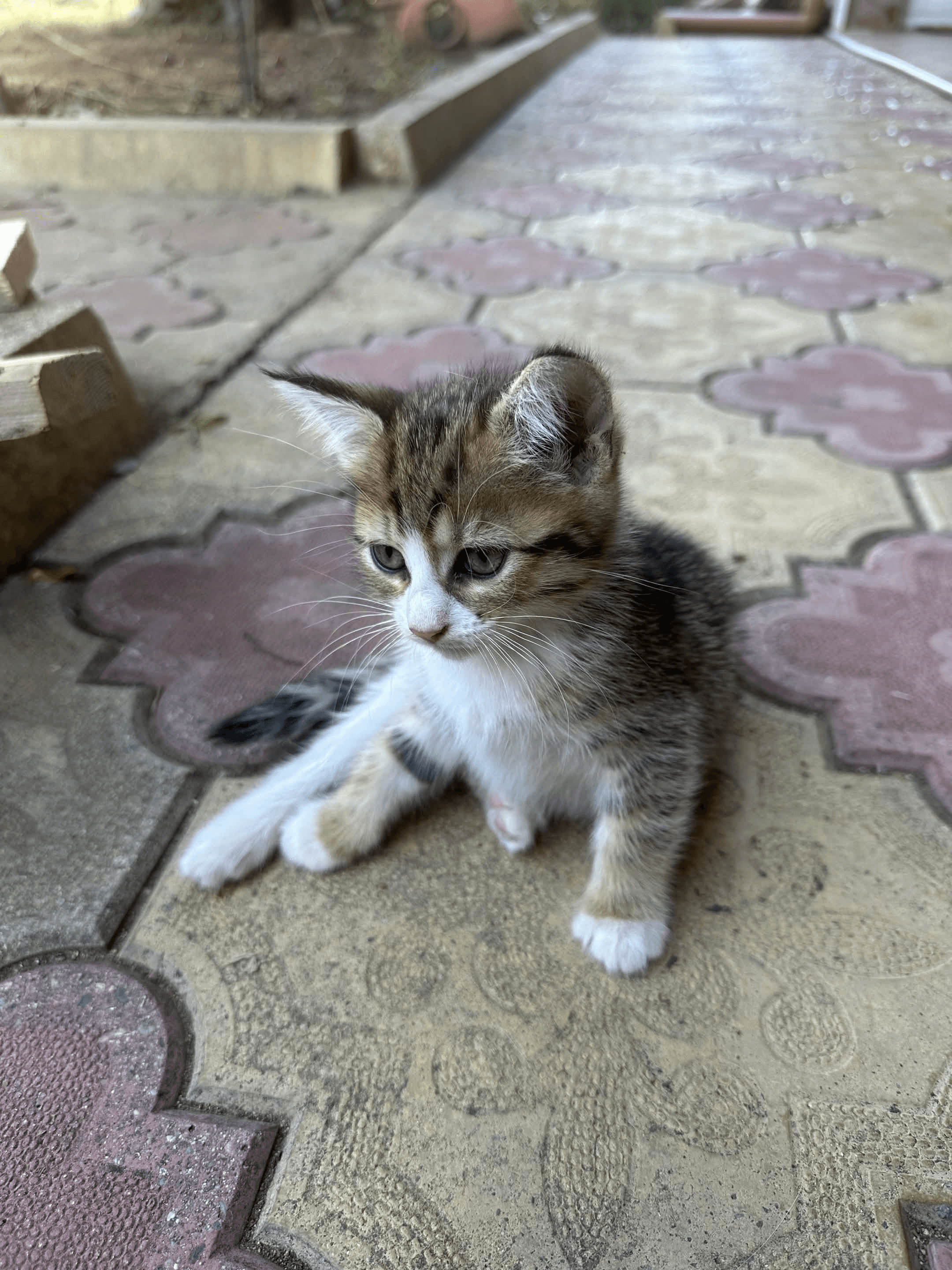New kitten