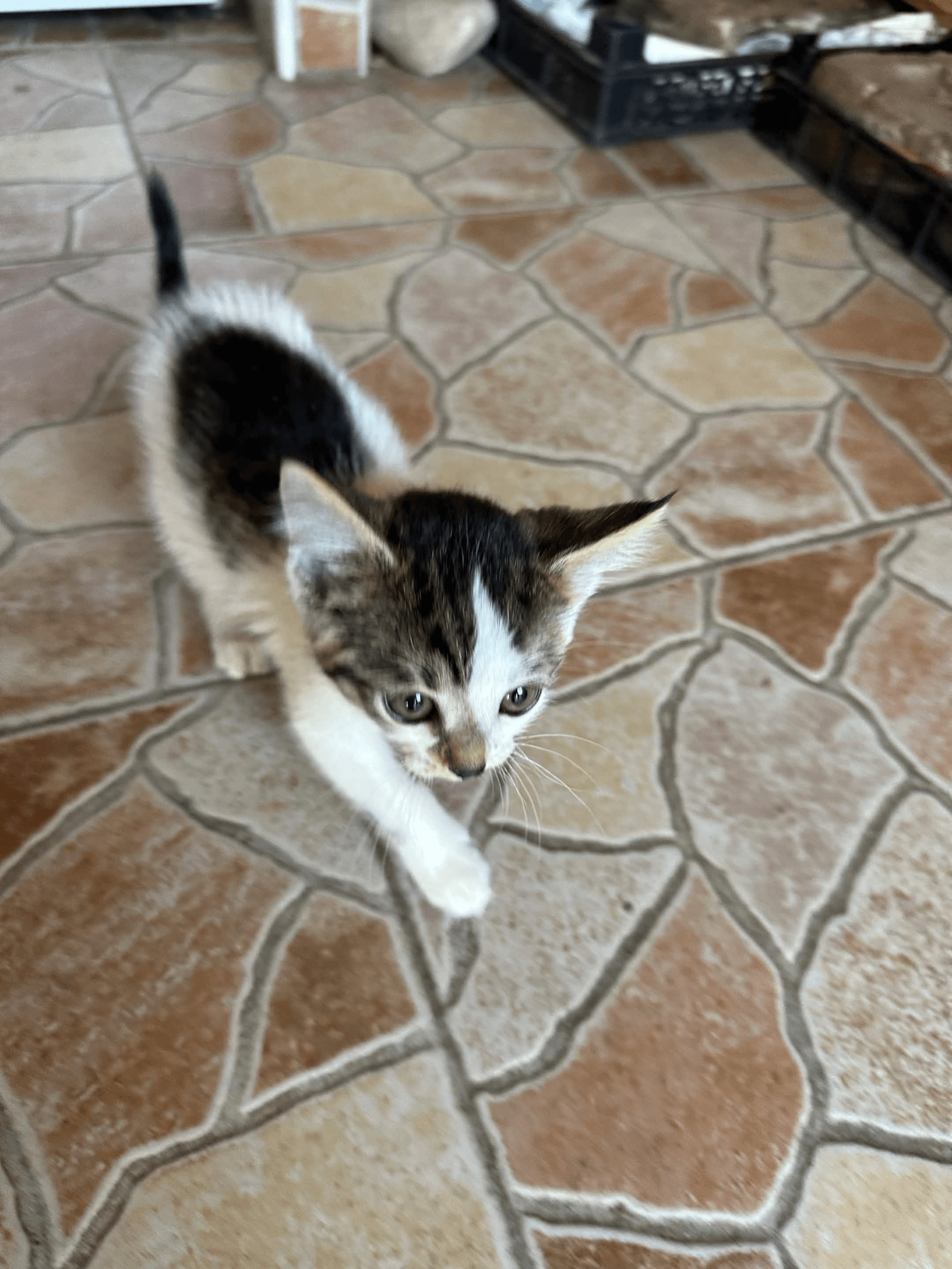 New kitten 2