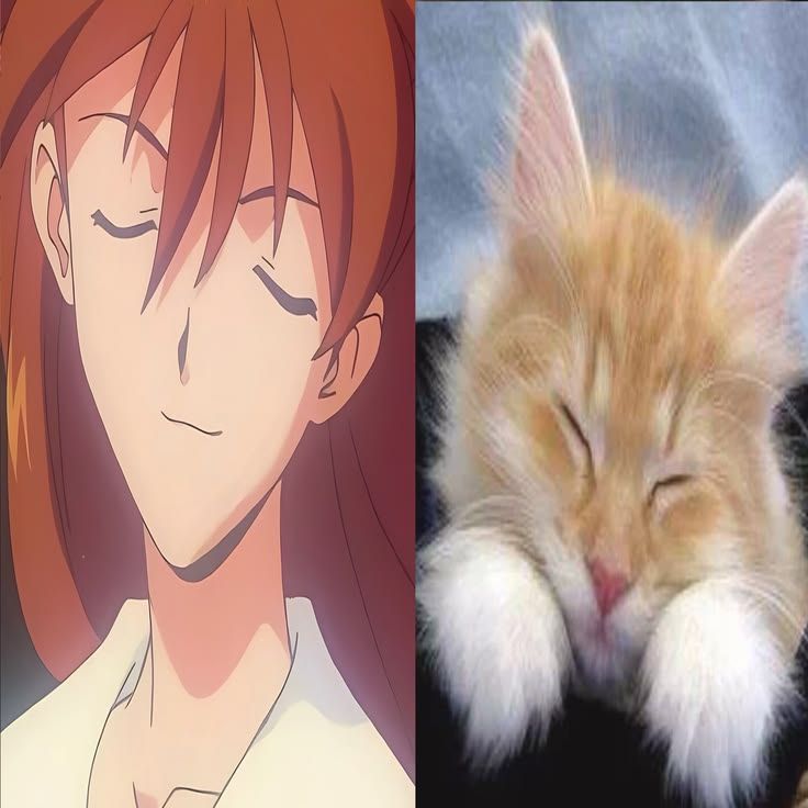 ≽(•⩊ •マ≼ meow meow meow