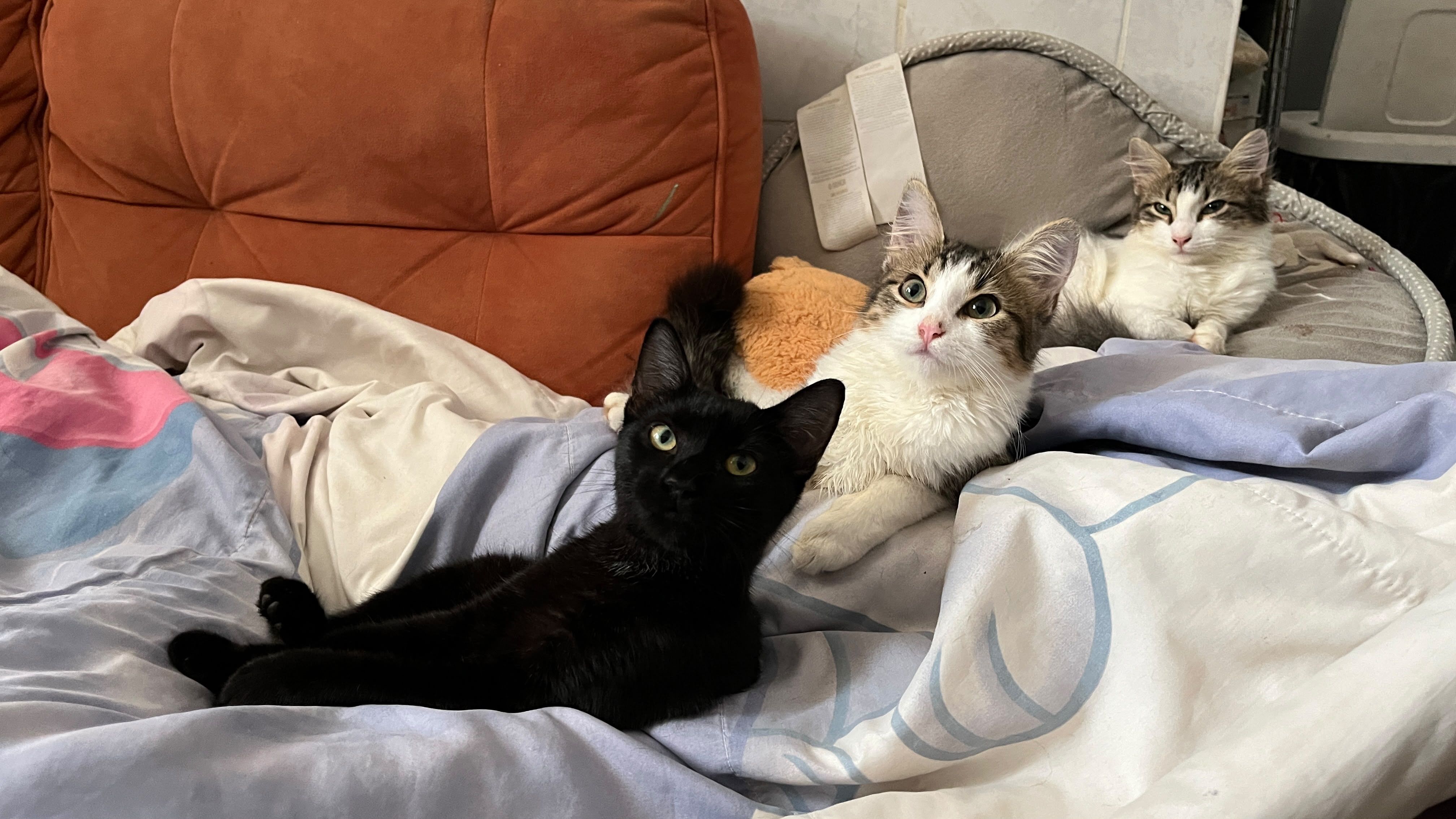 The baby's!