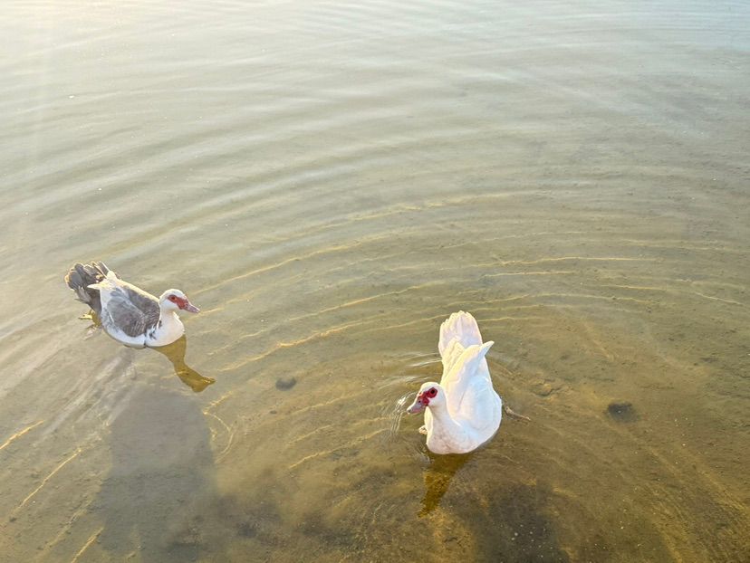Pati-patitos, cuak cuak💖