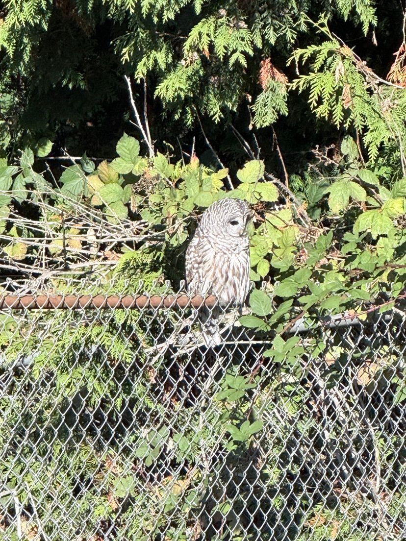 they say seeing an owl is good luck