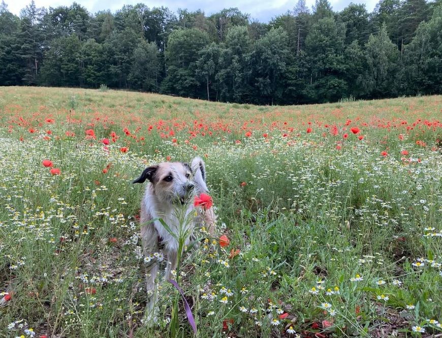 Poppy