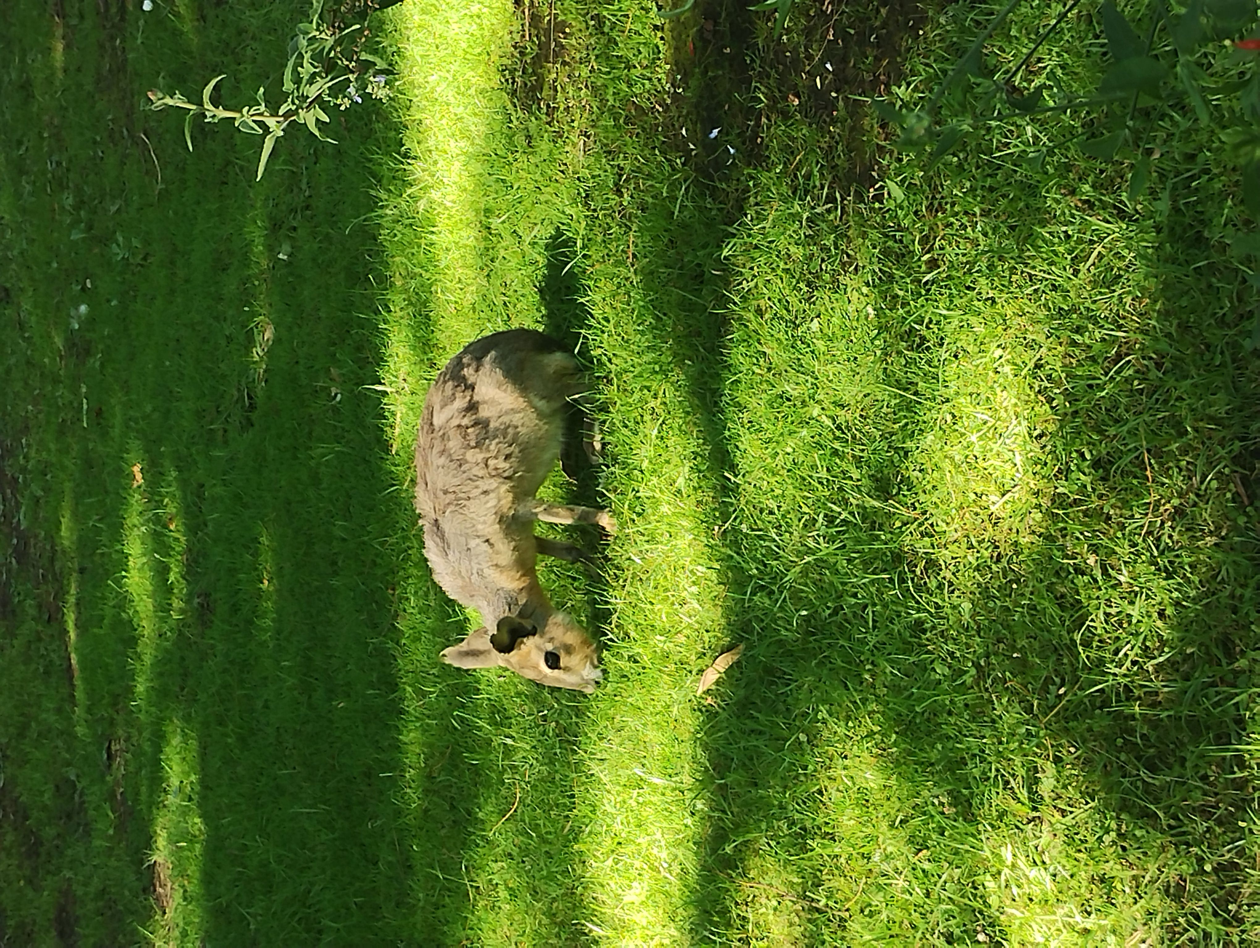 🌿🦚🐇🌞