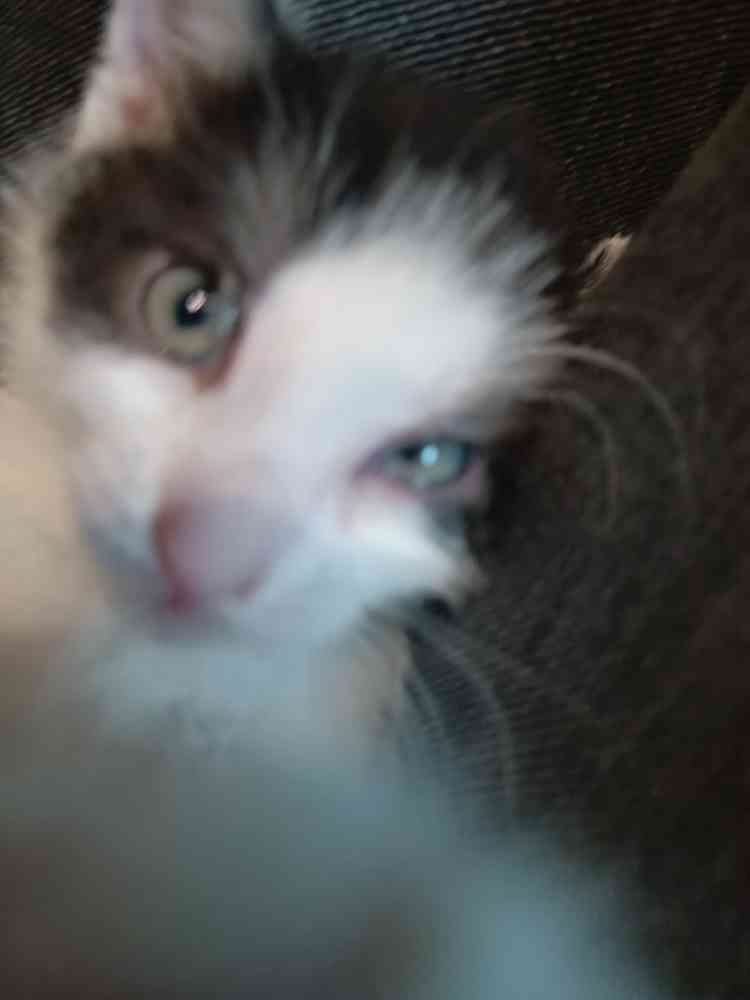 Kitty<3