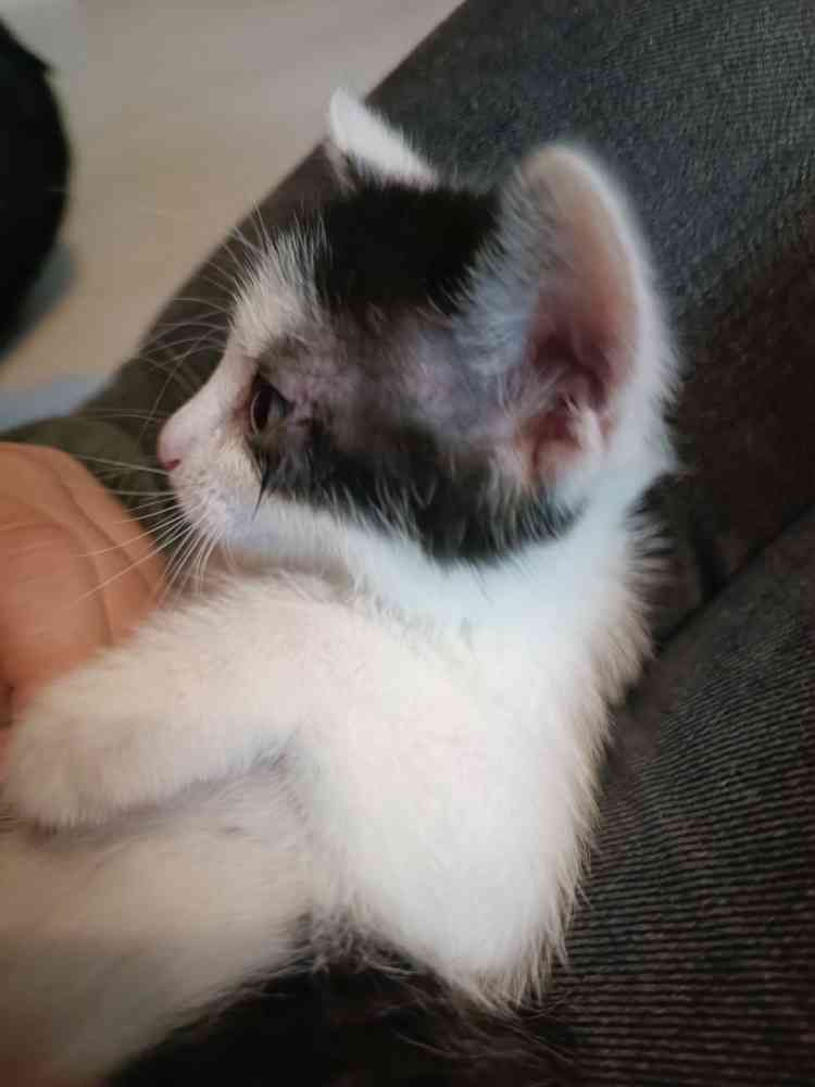 Kitty<3