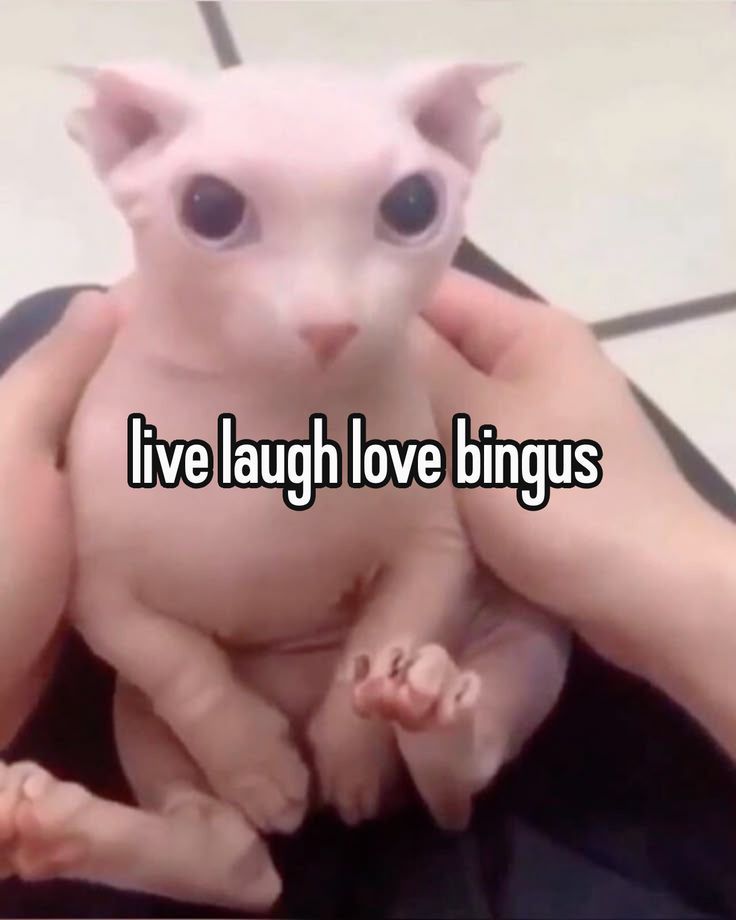 bingus my beloved