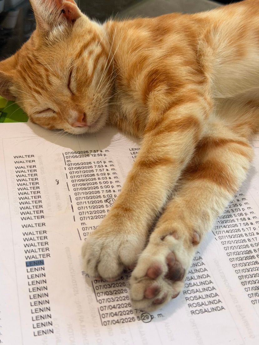 My new Orangw Cat 💝