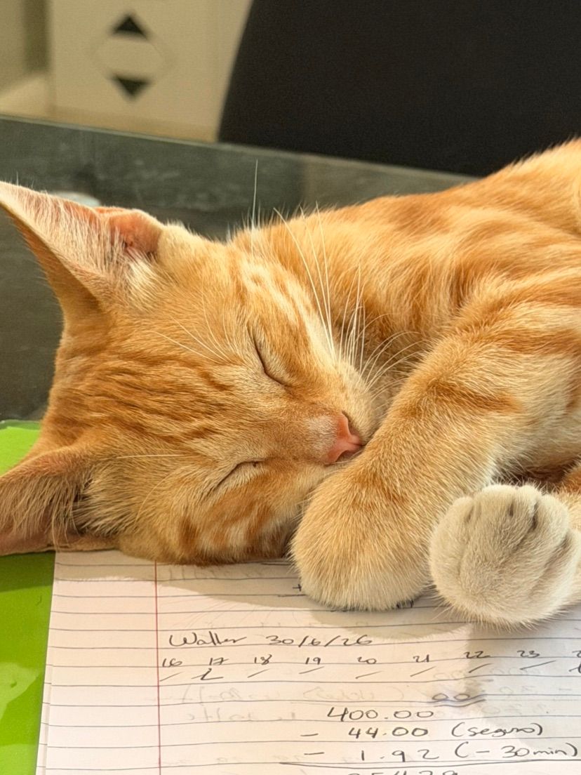 My new Orangw Cat 💝
