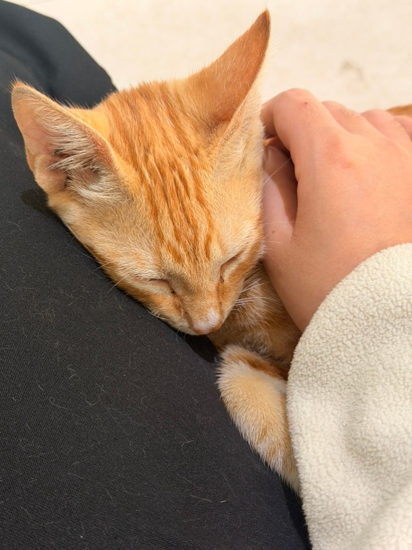My new Orangw Cat 💝