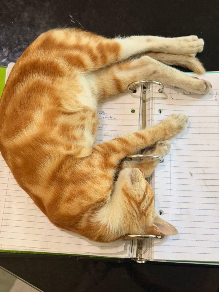 My new Orangw Cat 💝