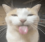 BLEHHH