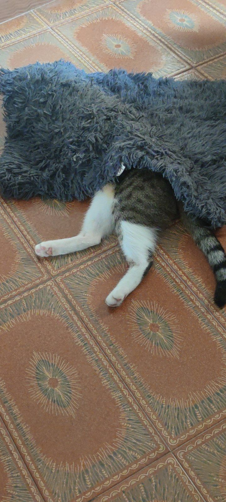 My cat is weird