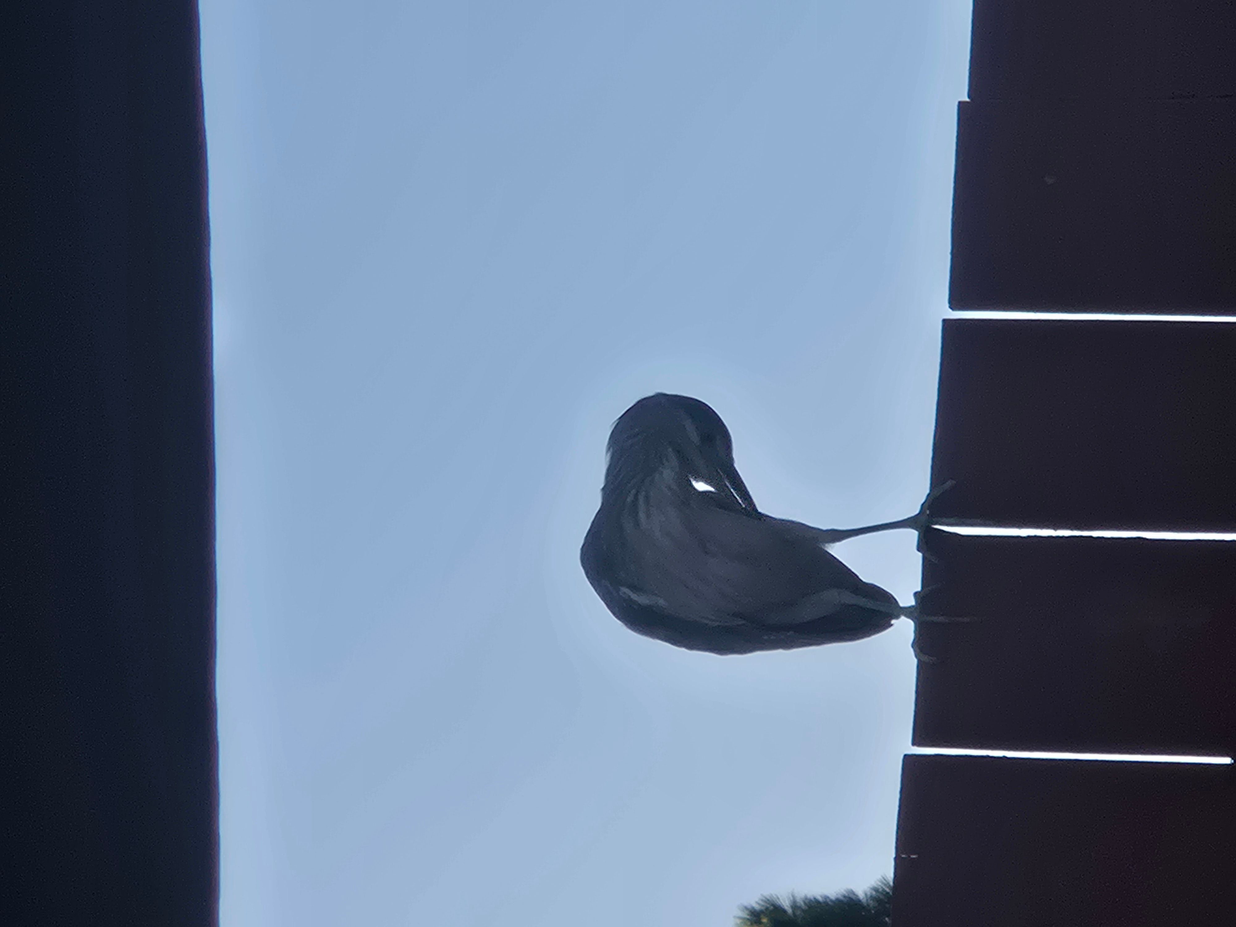 sea world birb :p