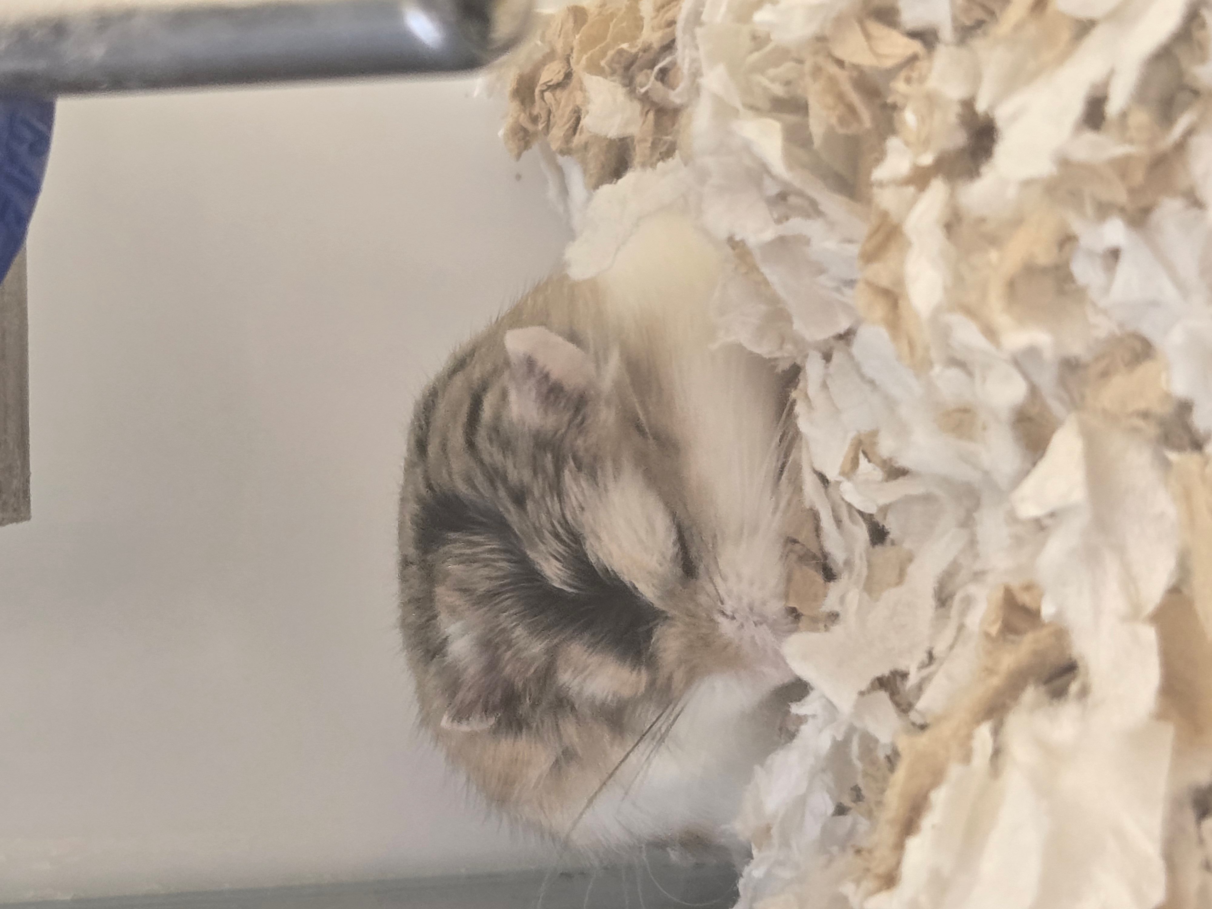 hamster :p