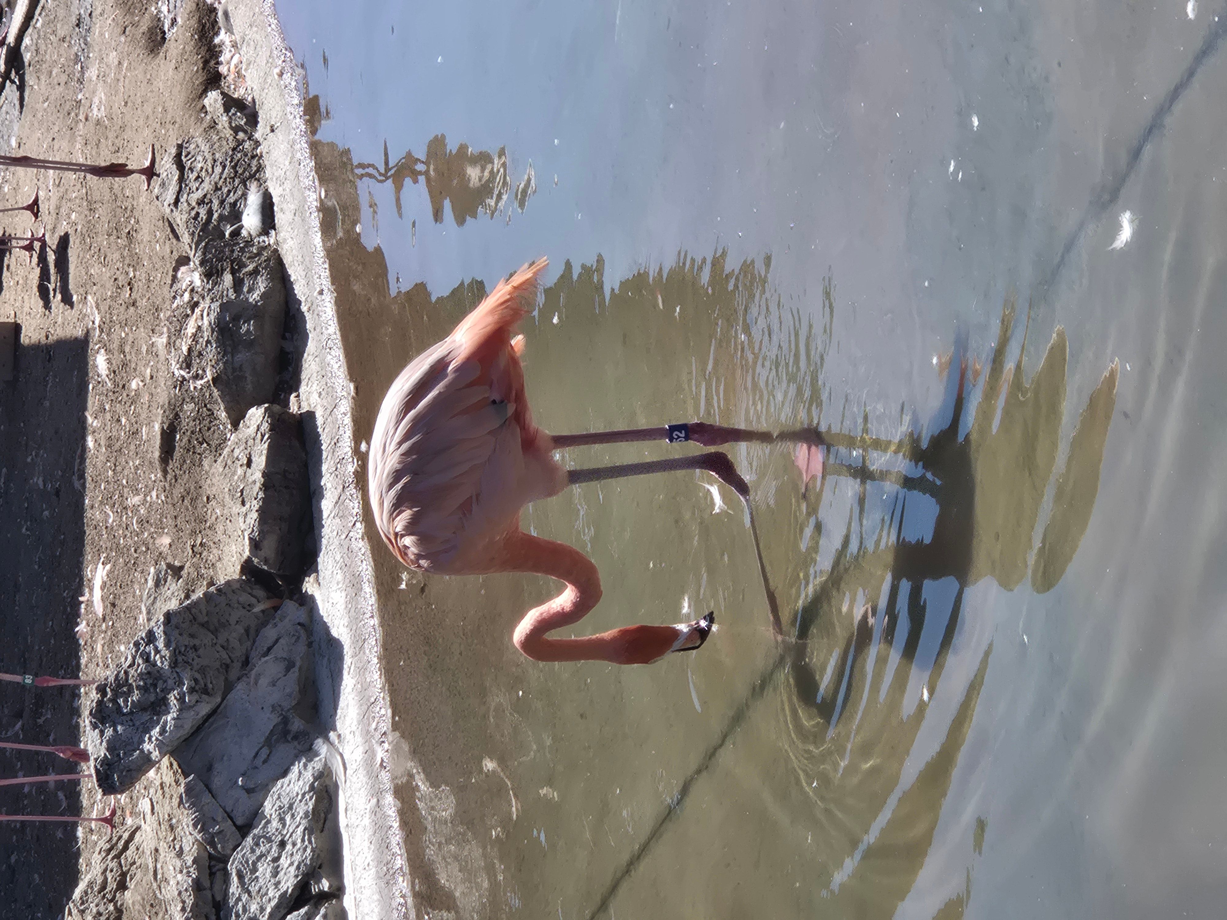 flamingo :p