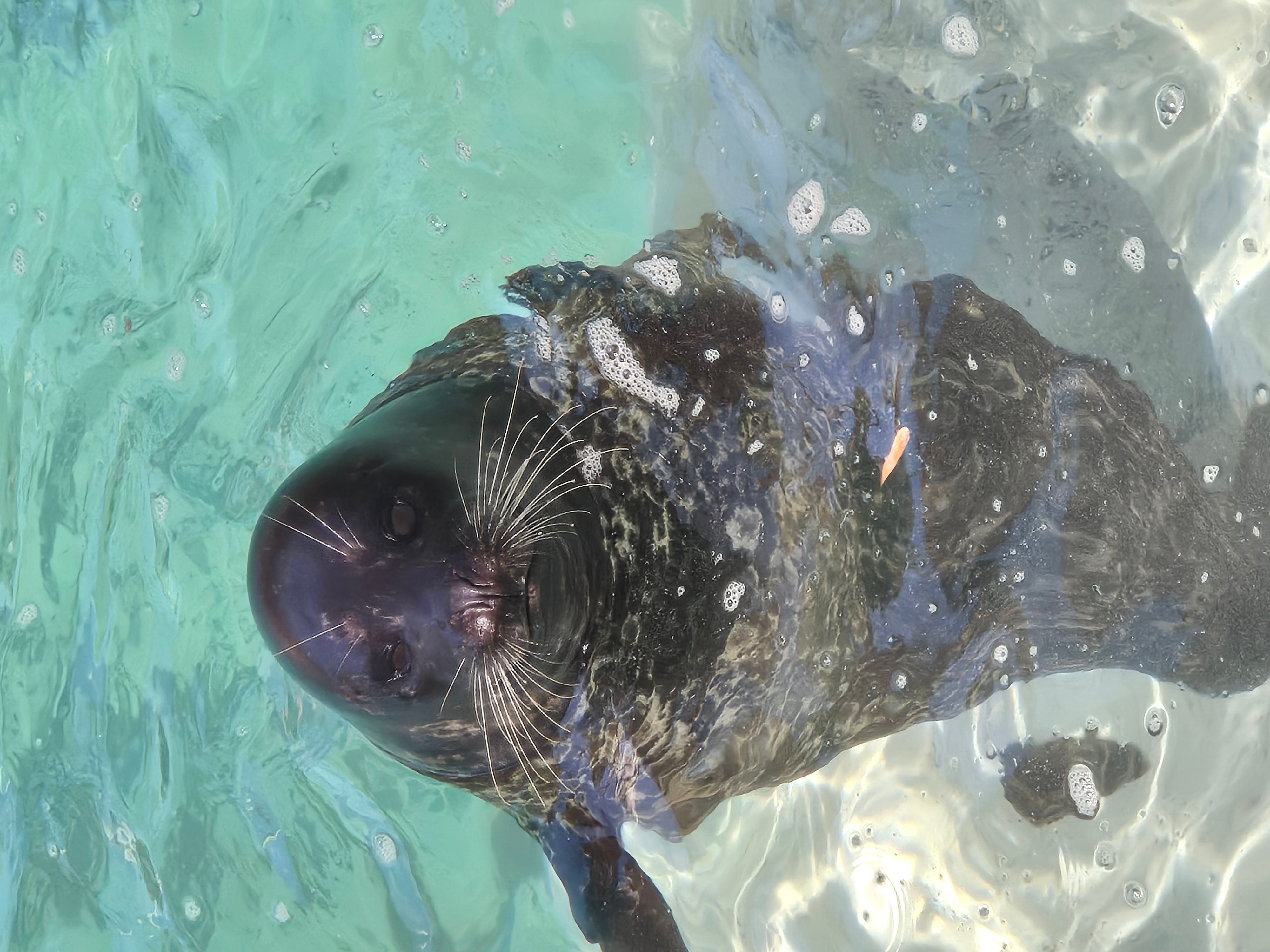 seal :p