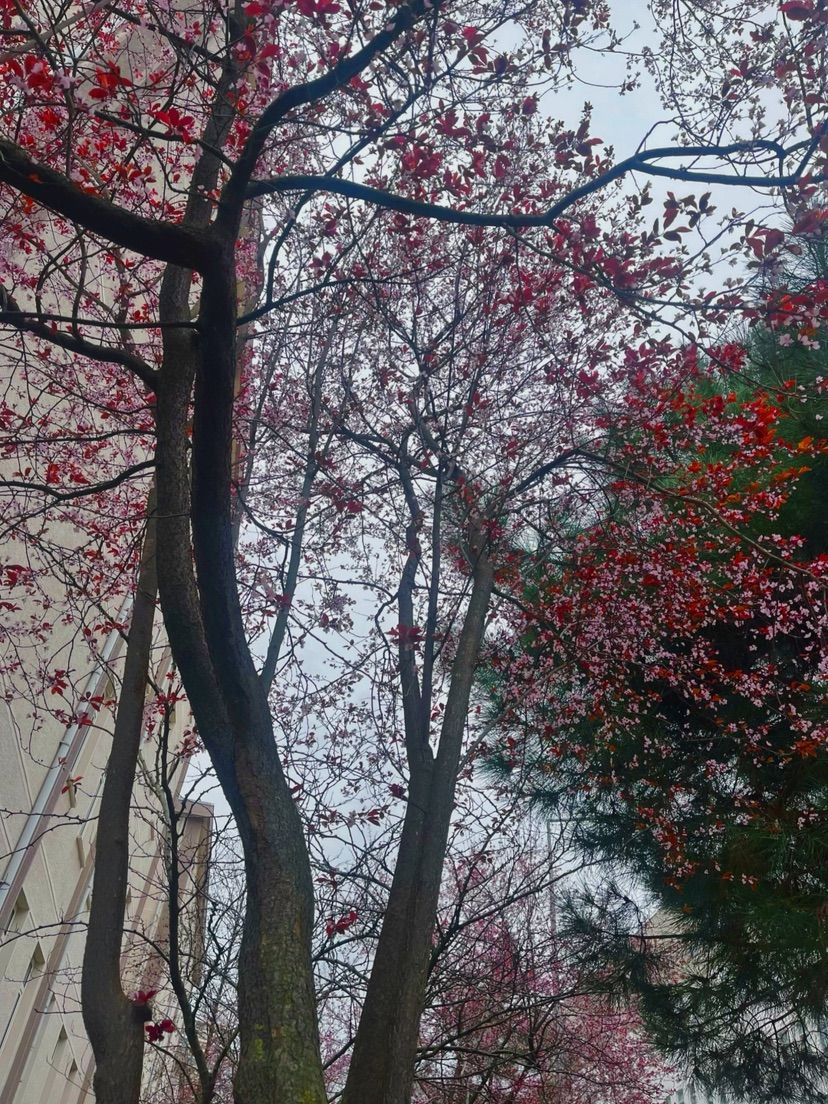 🌸