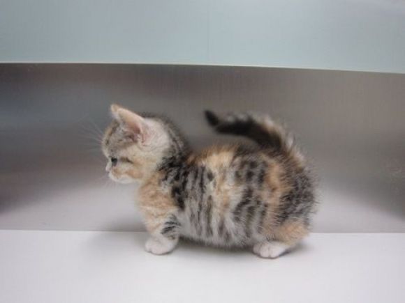 🐈