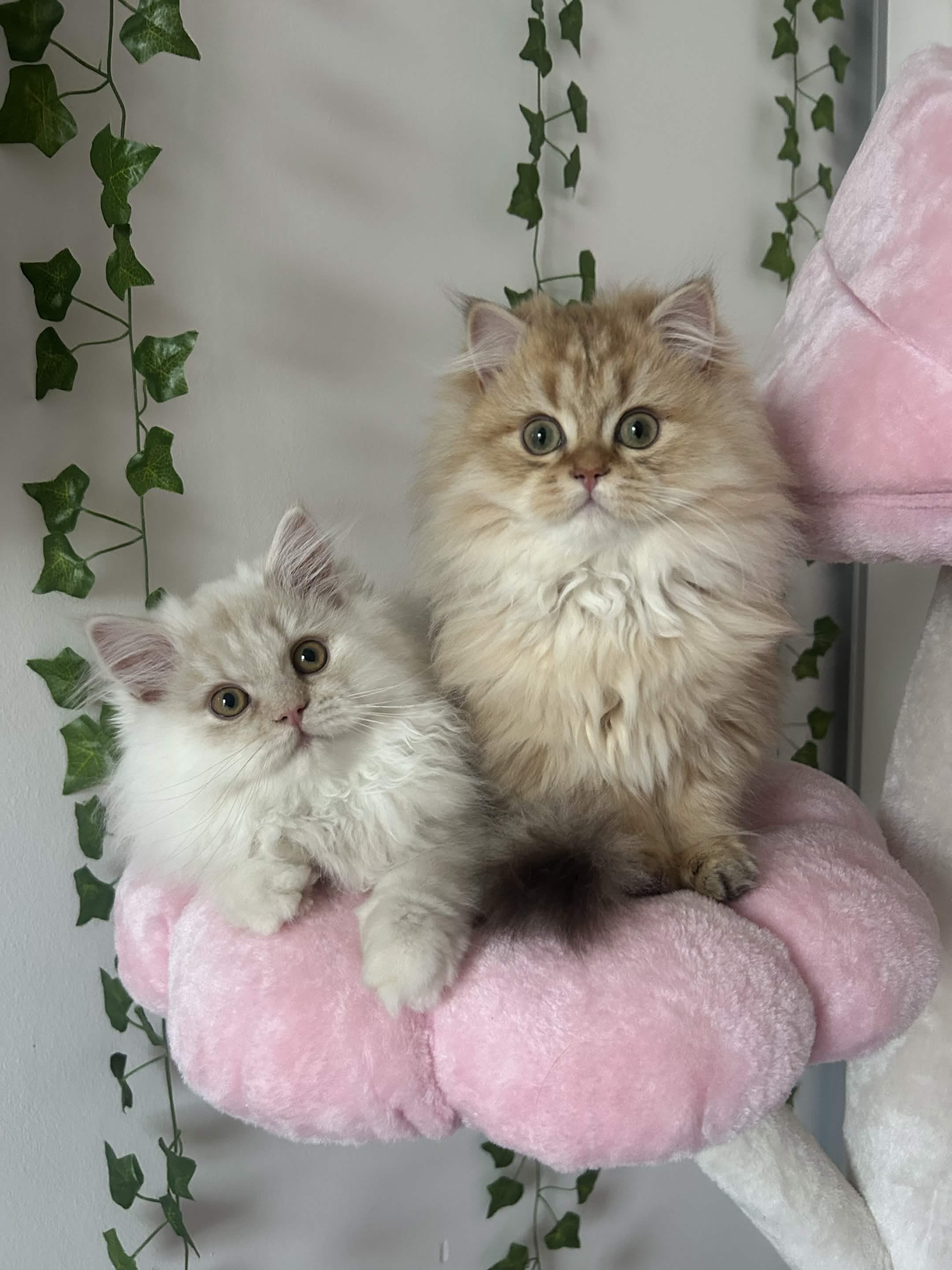 My sweetest Babys :3