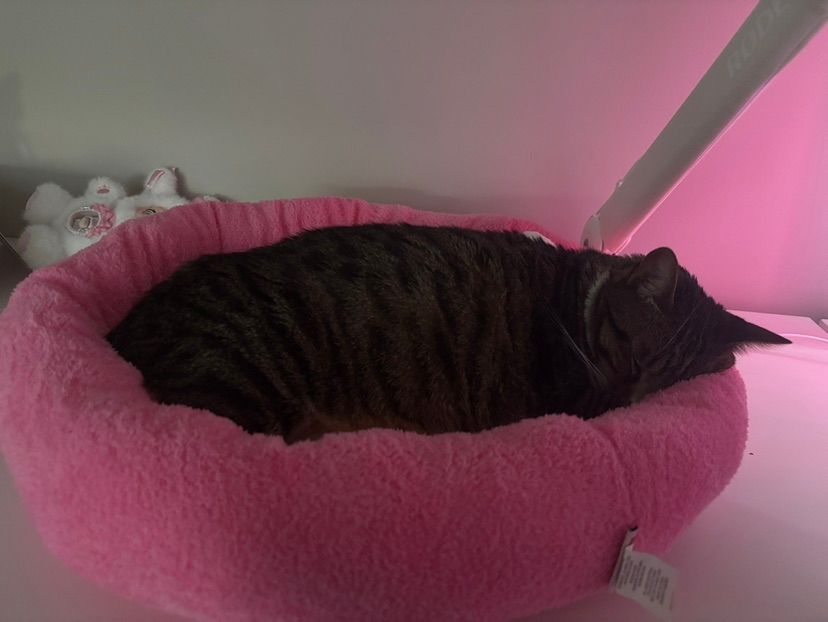 kitty is loving her new bed !! 💕