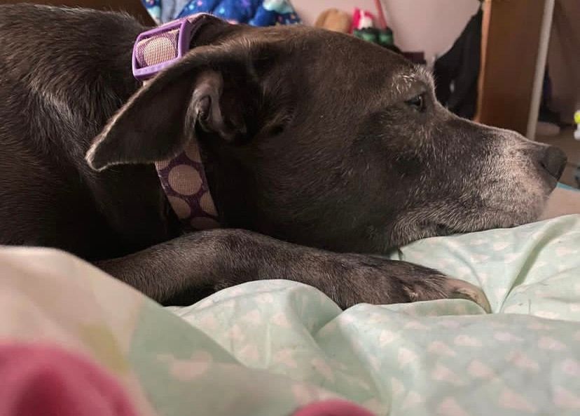 enjoy some dog photos