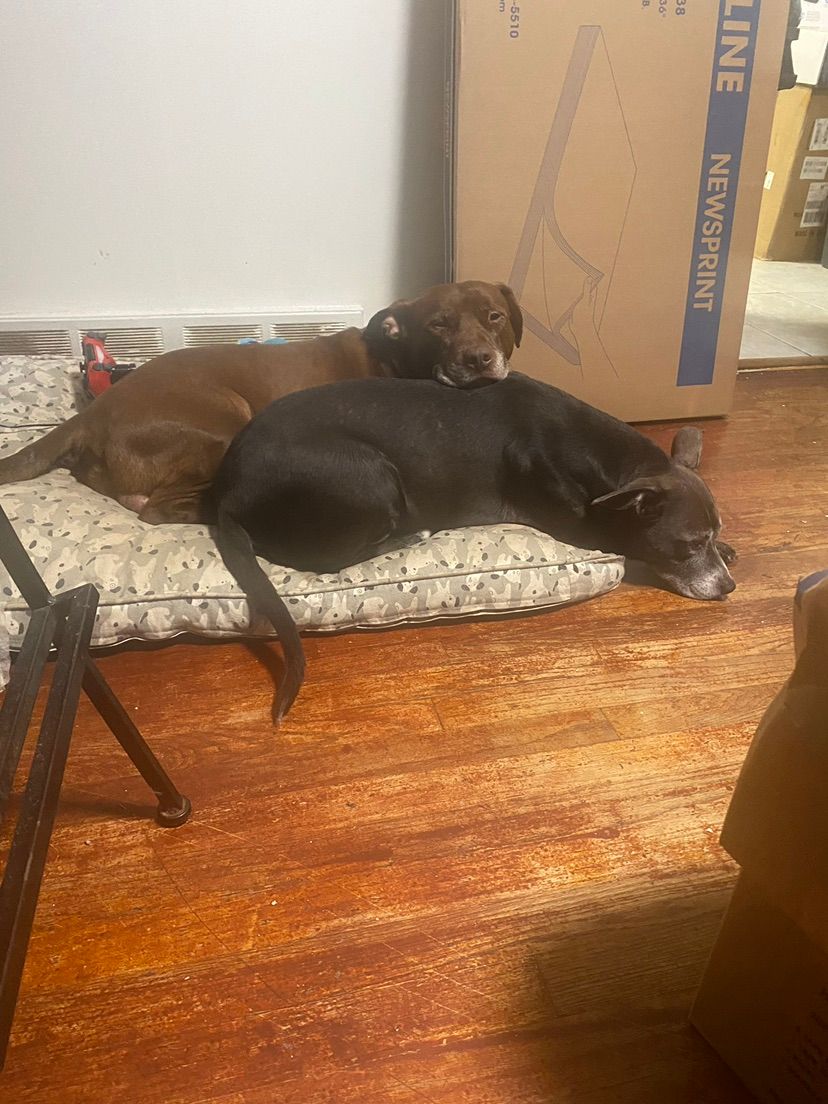 enjoy some dog photos
