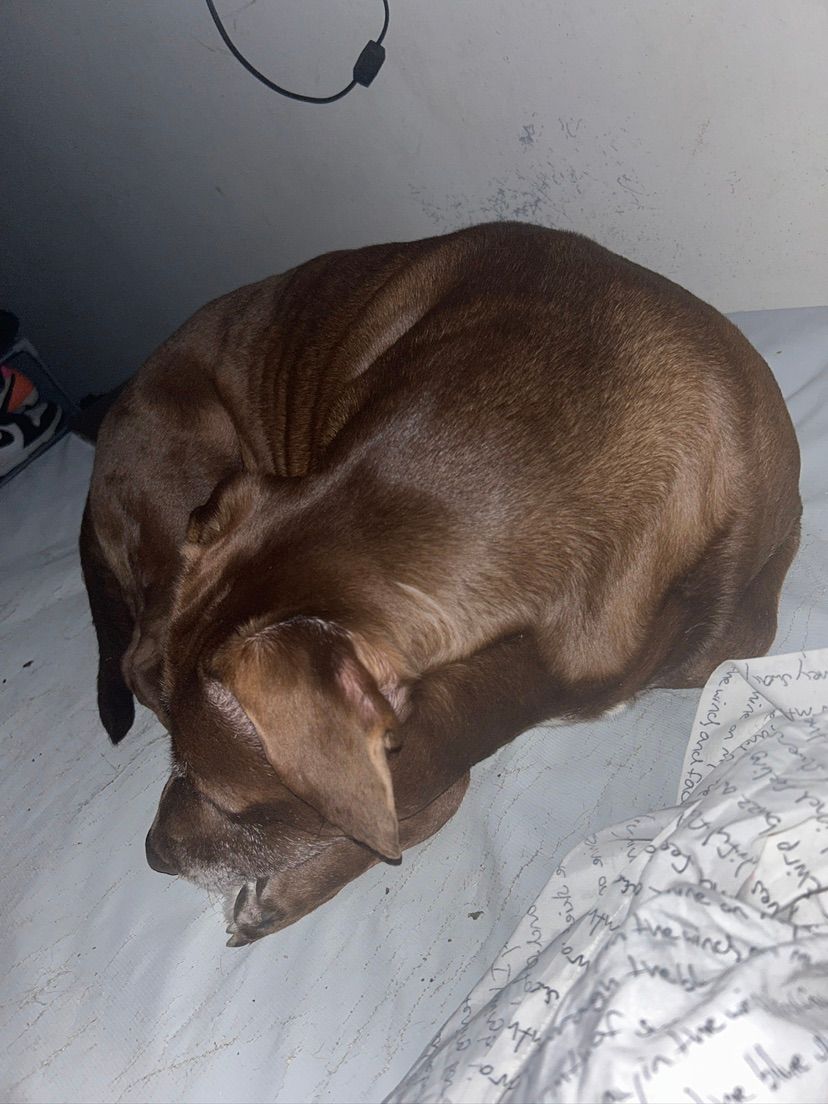 enjoy some dog photos