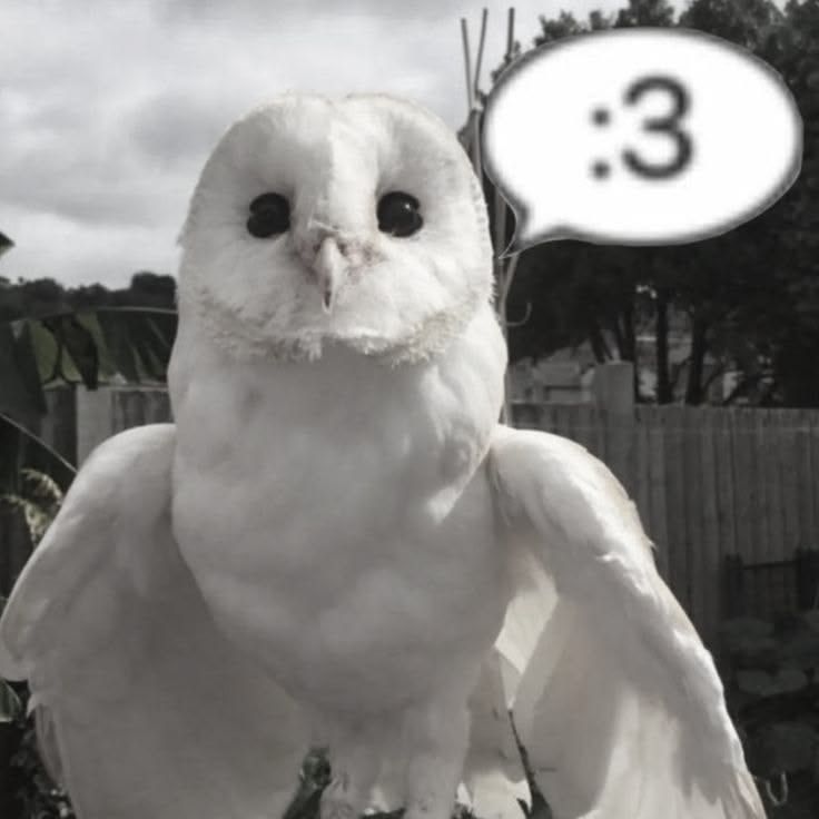 owo