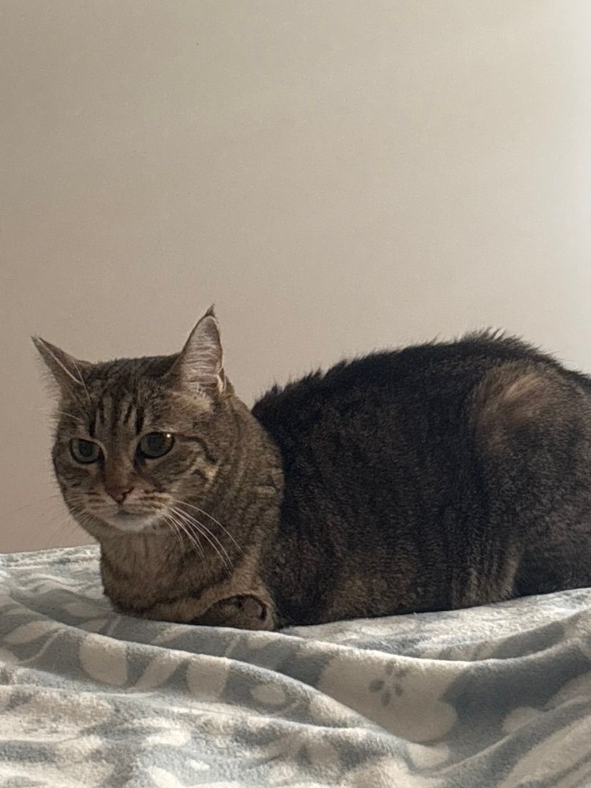 Cute chonker