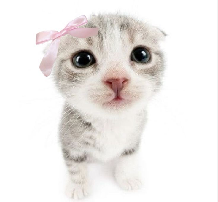 holi ♡