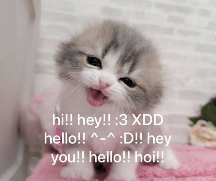 Hi hey