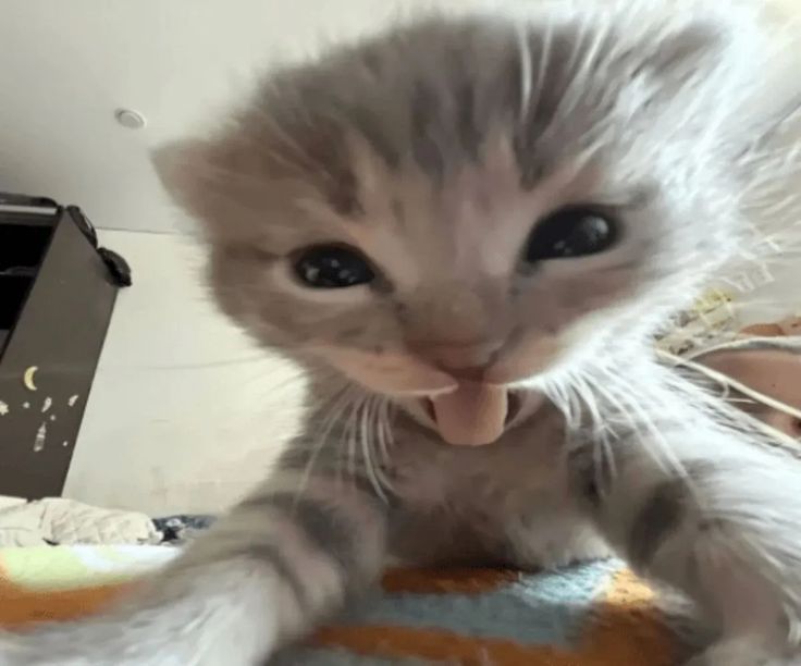 Muehehehe