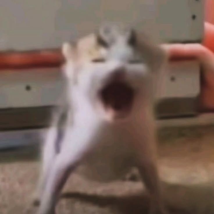 Hello I am back!!!!