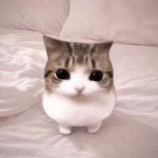 Rawr