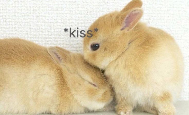Come here twin
