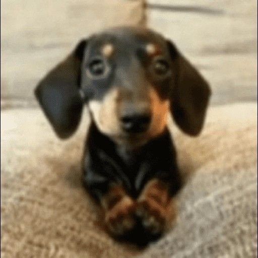 hai