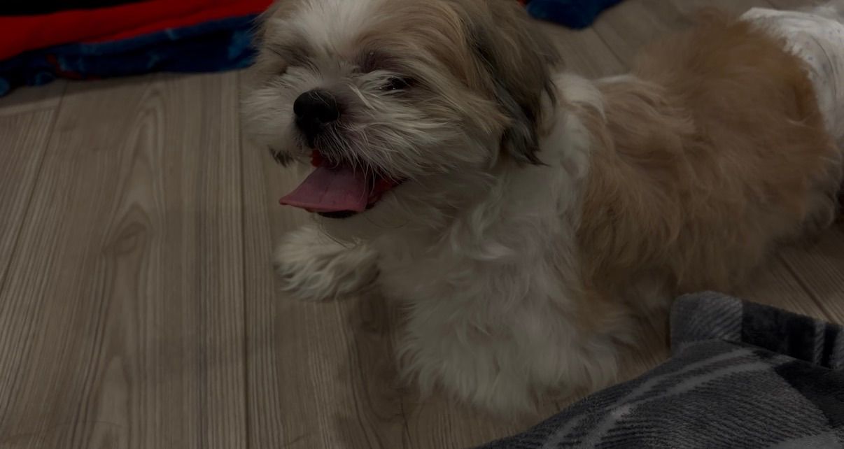 i got a puppy!!