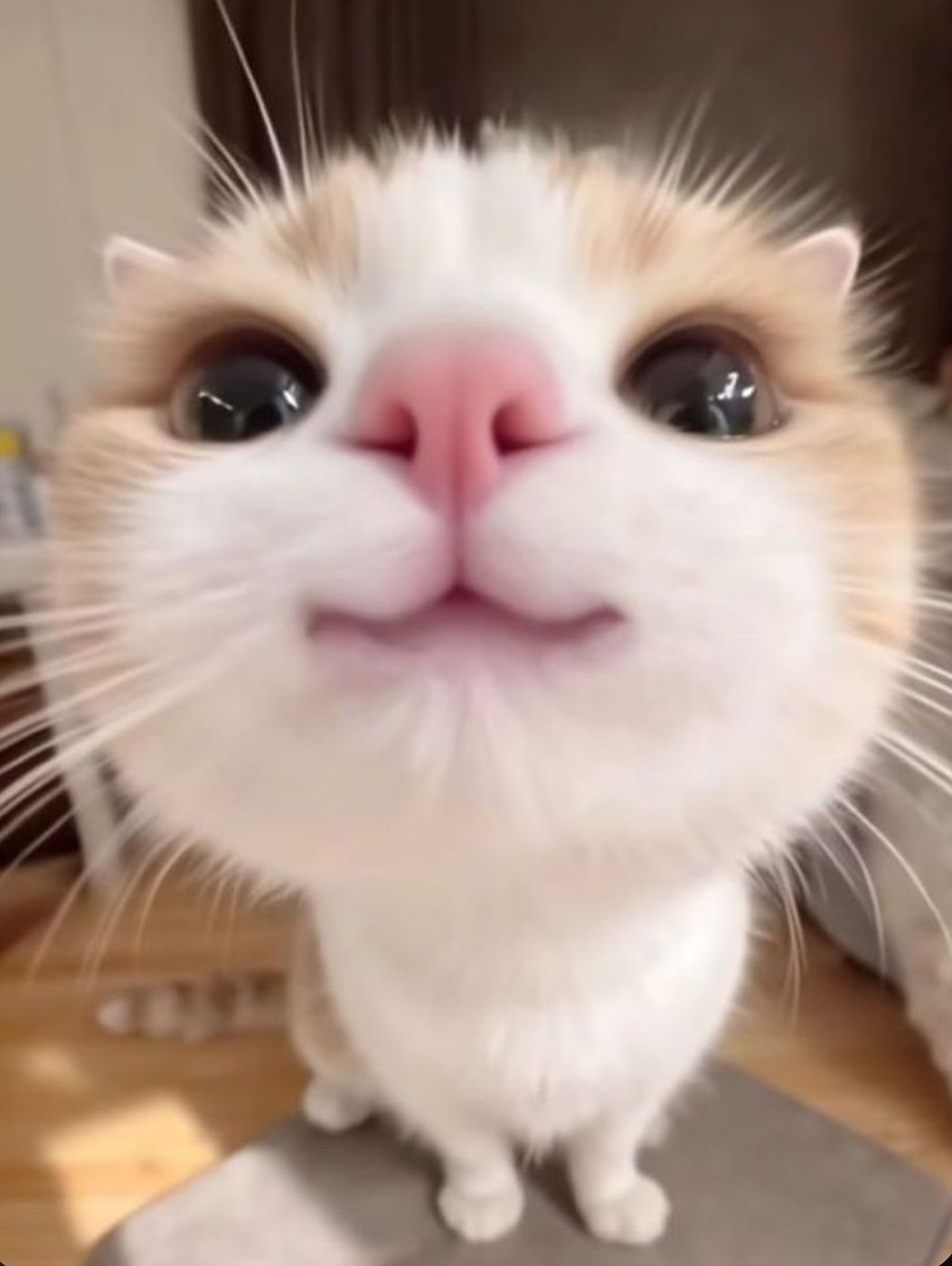 Hewo! want a zing?