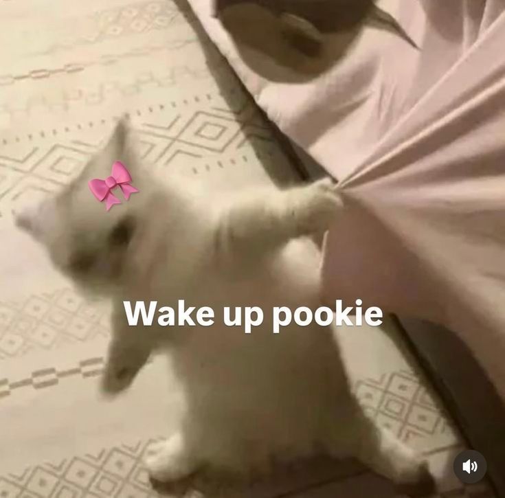 goodmorming !
