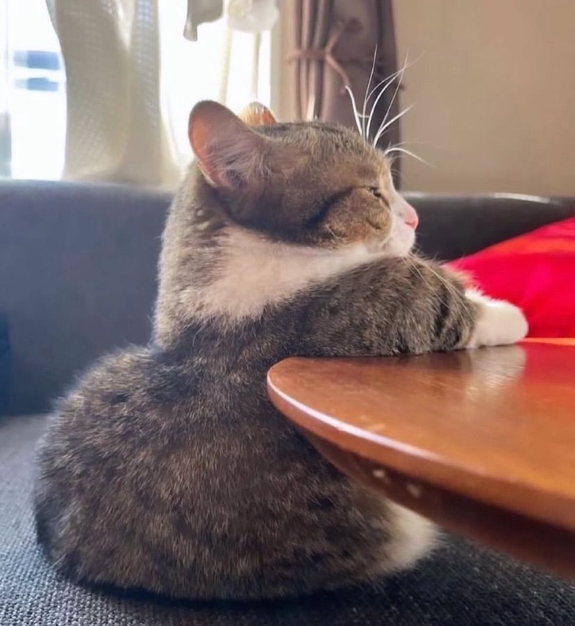 Kitty