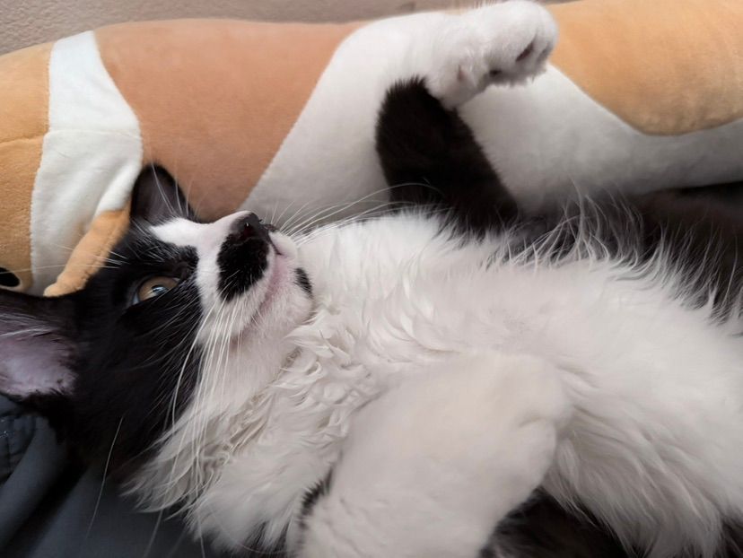 maru