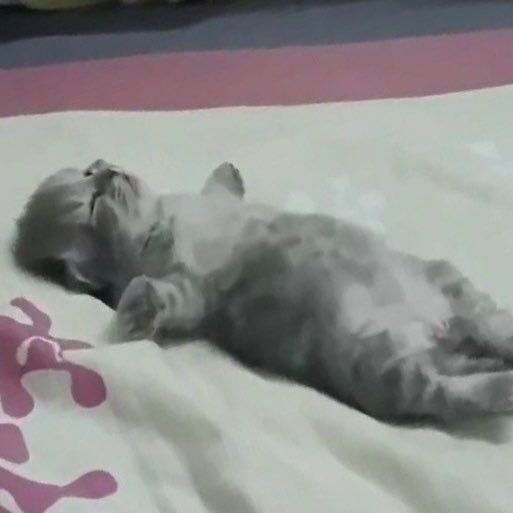 gmorning kitties